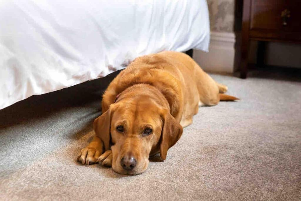 The Stanley Suite 1 Bedroom Apt Dog Friendly Patio Harrogate Exteriör bild